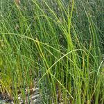 UBC Ladder Marsh photo # 7