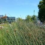 UBC Ladder Marsh photo # 4