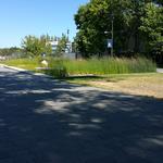 UBC Ladder Marsh photo # 2