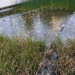 UBC Ladder Marsh photo # 34