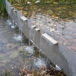 UBC Ladder Marsh photo # 31