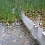 UBC Ladder Marsh photo # 28