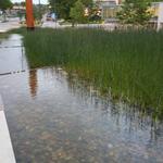 UBC Ladder Marsh photo # 24