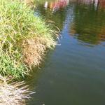 Granville Island Duck Pond photo # 17