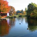 Granville Island Duck Pond photo # 15