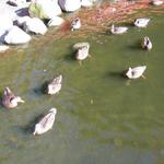 Granville Island Duck Pond photo # 14