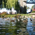 Granville Island Duck Pond photo # 11