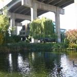 Granville Island Duck Pond photo # 8