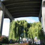 Granville Island Duck Pond photo # 5