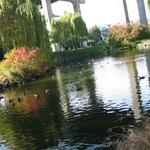 Granville Island Duck Pond photo # 3