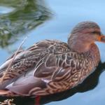 Granville Island Duck Pond photo # 1