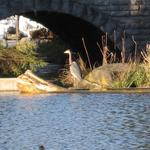 Stone Bridge Pond photo # 2