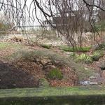 Vanier Point Pond and Bridge photo # 16