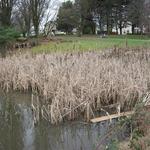 Vanier Point Pond and Bridge photo # 9