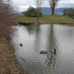 Vanier Point Pond and Bridge photo # 2