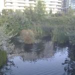 Olympic Village Duck Pond photo # 22