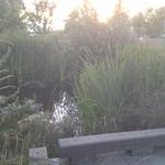 Olympic Village Duck Pond photo # 24