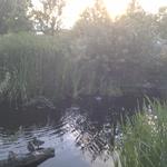 Olympic Village Duck Pond photo # 19