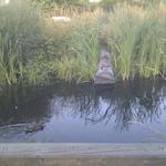 Olympic Village Duck Pond photo # 5
