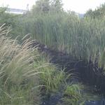 Olympic Village Duck Pond photo # 6