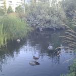 Olympic Village Duck Pond photo # 9