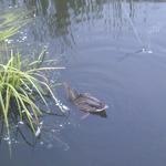 Olympic Village Duck Pond photo # 20