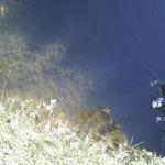 False Creek Duck Pond photo # 6