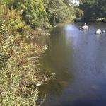 False Creek Duck Pond photo # 8