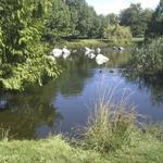 False Creek Duck Pond photo # 10