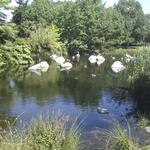 False Creek Duck Pond photo # 11